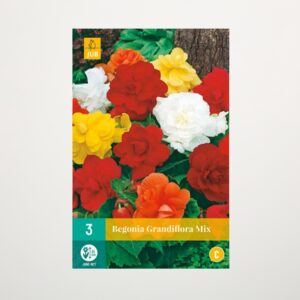 Begonie 'Grandiflora' Mix - 3 Knollen