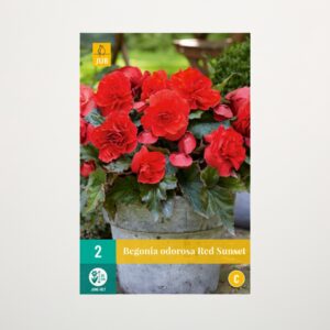 Duft-Begonie 'Odorosa Red Sunset' - 2 Knollen