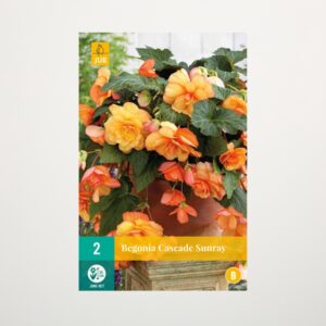 Hänge-Begonie 'Sunray' - 2 Knollen