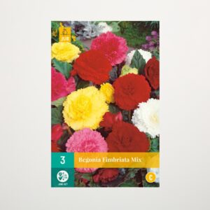 Begonien 'Fimbriata' Mix - 3 Knollen