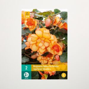 Knollenbegonie 'Apricot Shades' - 2 Knollen