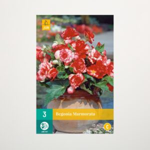 Knollenbegonie 'Marmorata' - 3 Knollen