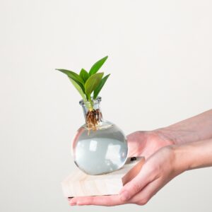 Waterplant Balsamapfel 'Rosea' im Samoaglas mit LED