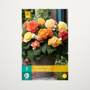 Knollenbegonie 'Pastel Compacta' Mix  - 3 Knollen