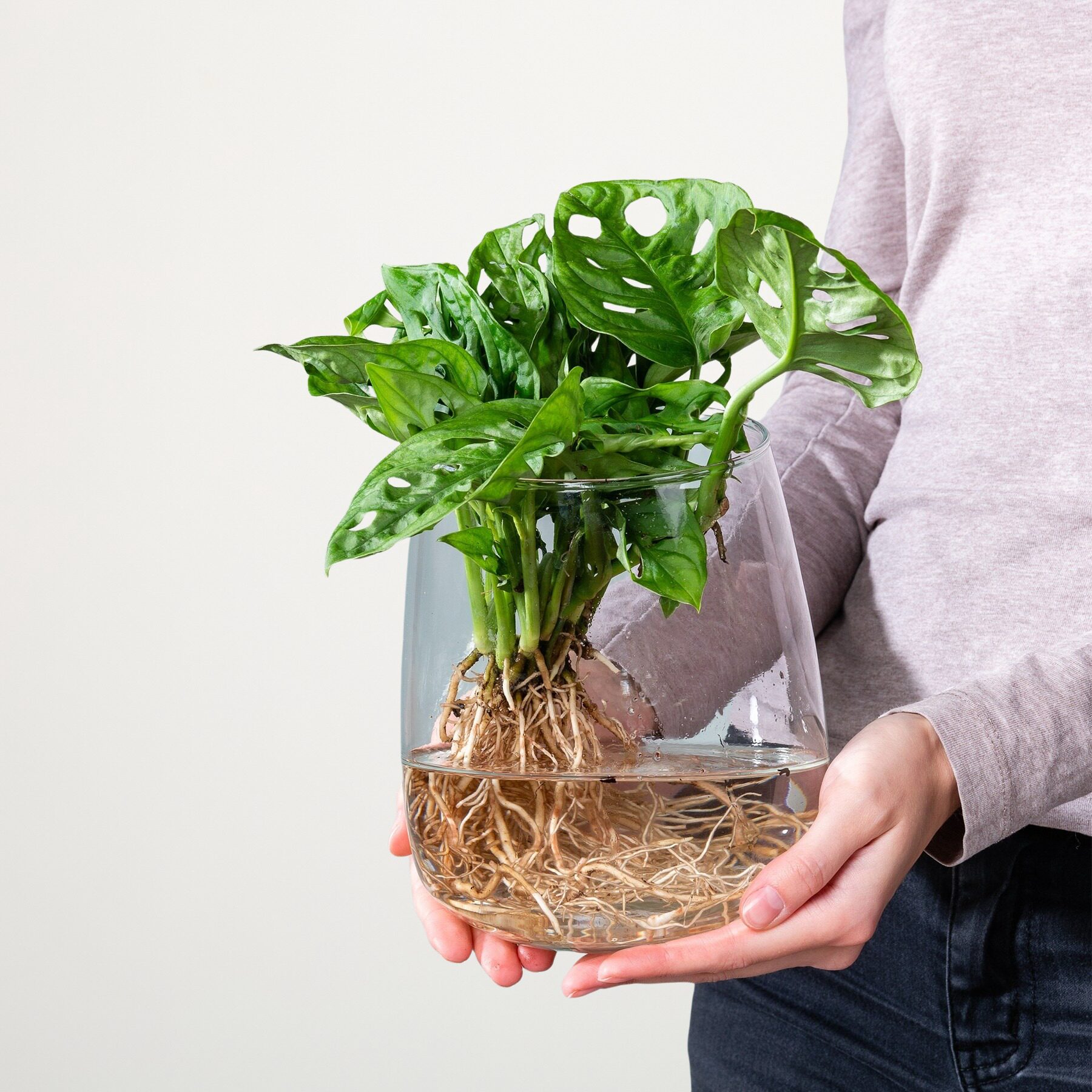 Waterplant Monstera 'Adansonii' im Glas