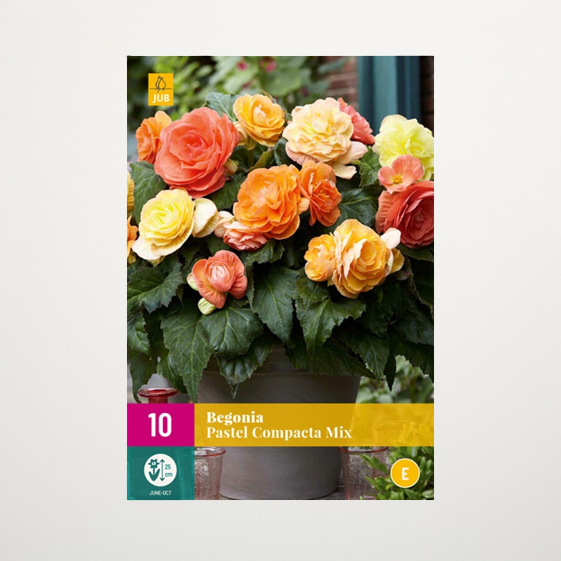 Knollenbegonie 'Pastel Compacta' Mix - 10 Knollen