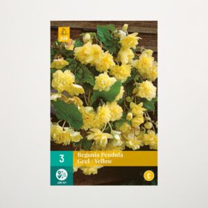 Hänge-Begonie 'Pendula' gelb - 3 Knollen