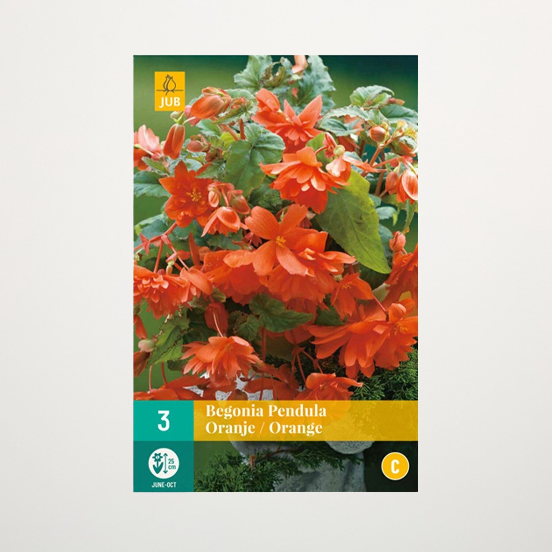 Hänge-Begonie 'Pendula' orange - 3 Knollen