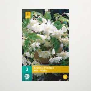 Hänge-Begonie 'Pendula' weiß - 3 Knollen