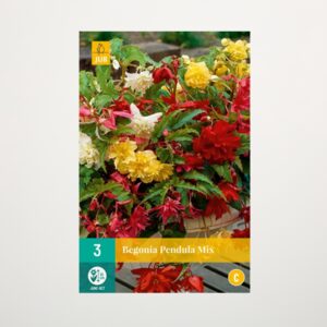 Hänge-Begonie 'Pendula' Mix - 3 Knollen