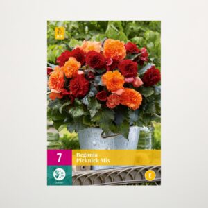 Knollenbegonie 'Picknick' Mix - 7 Knollen