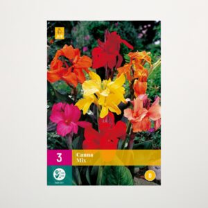 Canna Mix - 3 Knollen