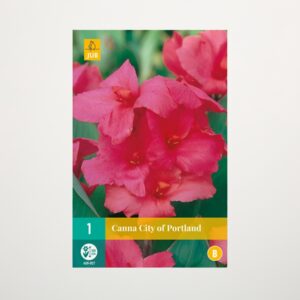Canna 'City of Portland' - Knolle