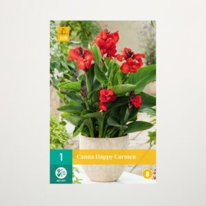 Zwerg-Canna 'Happy Carmen' - Knolle