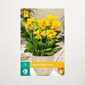 Zwerg-Canna 'Happy Emily' - Knolle