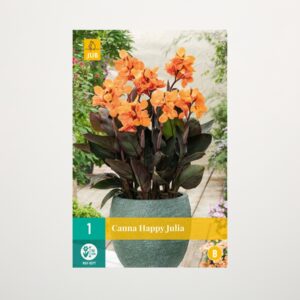 Zwerg-Canna 'Happy Julia' - Knolle