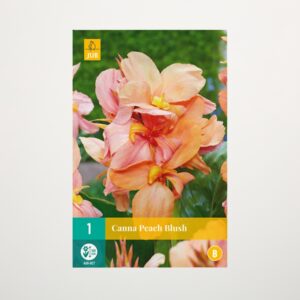 Canna 'Peach Blush' - Knolle