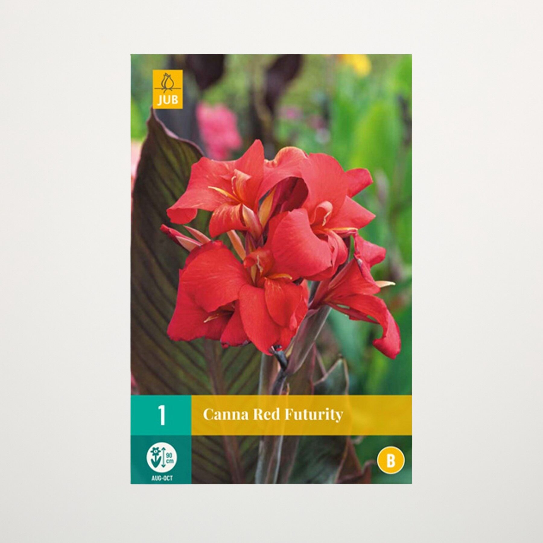 Canna 'Red Futurity' - Knolle