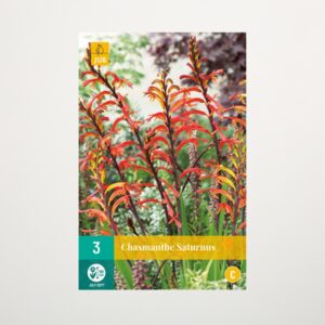 Chasmanthe 'Saturnus' - 3 Knollen