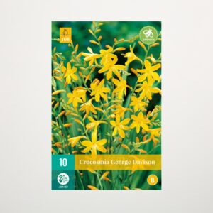 Montbretie 'George Davison' - 10 Knollen