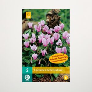 Alpenveilchen 'Hederifolium' - 2 Knollen