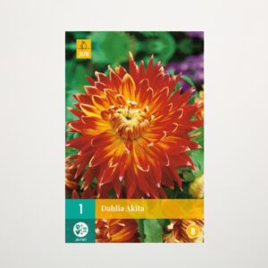 Schmuckdahlie 'Akita' - Knolle