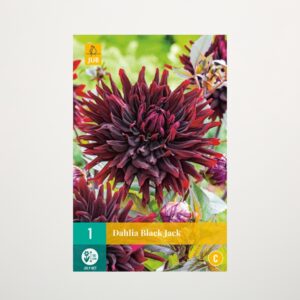 Kaktus-Dahlie 'Black Jack' - Knolle