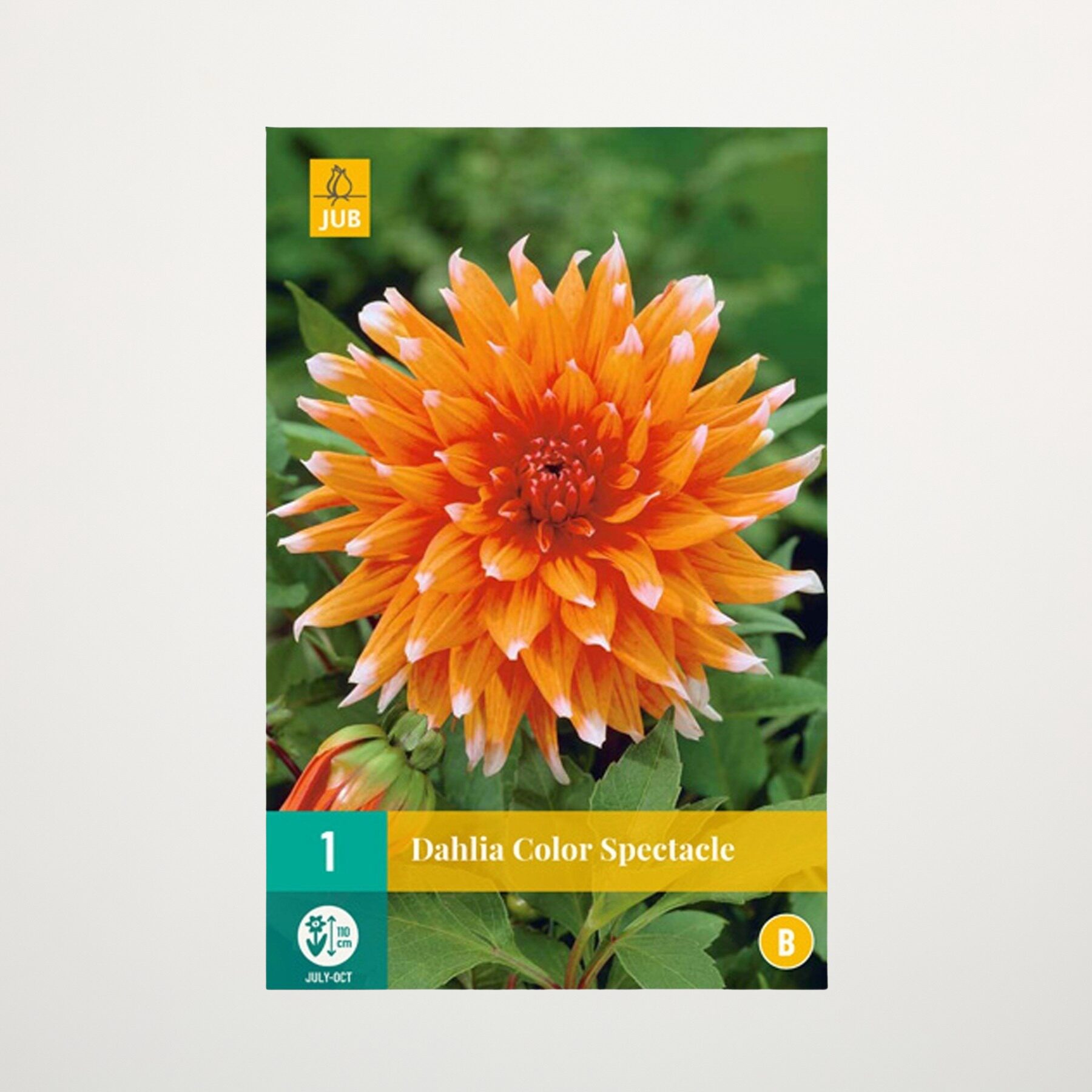 Kaktus-Dahlie 'Color Spectacle' - Knolle