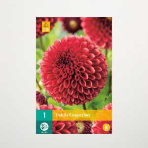 Ball-Dahlie 'Copper Boy' - Knolle