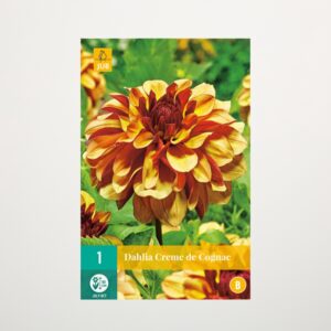 Schmuckdahlie 'Creme de Cognac' - Knolle