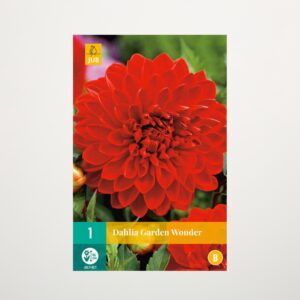Schmuckdahlie 'Garden Wonder' - Knolle
