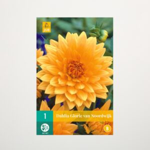 Schmuckdahlie 'Glory of Noordwijk' - Knolle