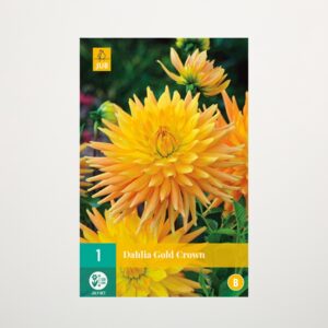 Kaktus-Dahlie 'Gold Crown' - Knolle