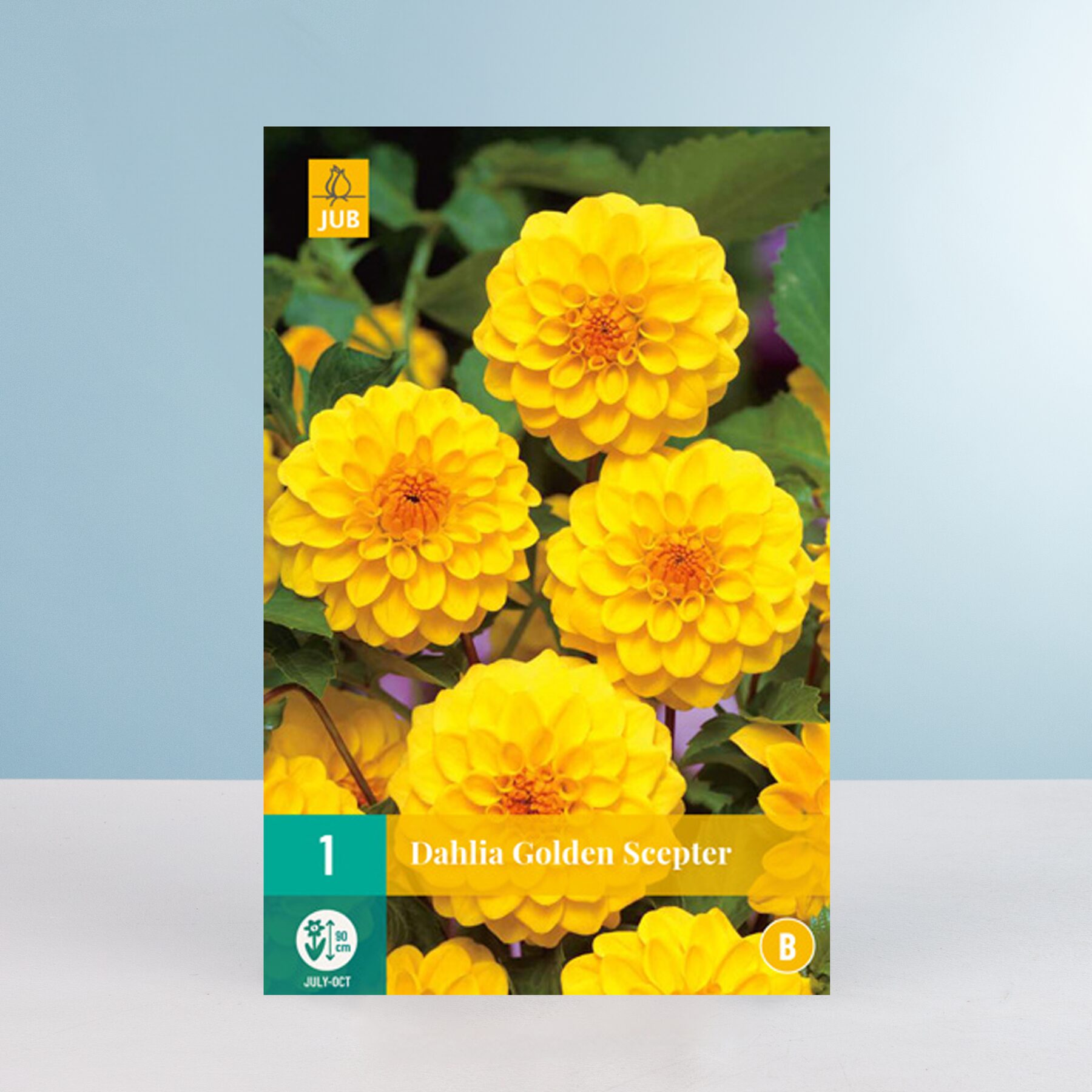Pompon-Dahlie 'Golden Scepter' - Knolle – Bild 2