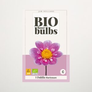 BIO Dahlie 'Hartenaas' - Knolle