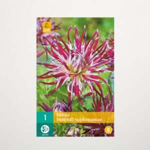 Kaktus-Dahlie 'Hollyhill Spiderwoman' - Knolle