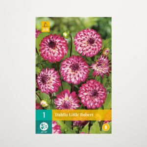 Pompon-Dahlie 'Little Robert' - Knolle