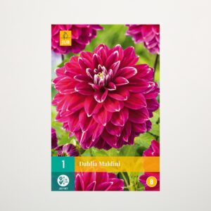 Schmuckdahlie 'Maldini' - Knolle