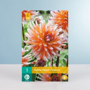 Kaktus-Dahlie 'Okapi's Sunset' - Knolle