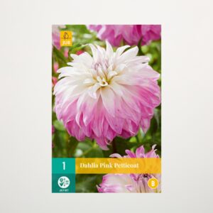 Schmuckdahlie 'Pink Petticoat' - Knolle