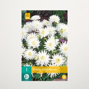 Zwerg-Dahlie 'Playa Blanca' - Knolle
