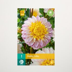 Anemonen-Dahlie 'Polka' - Knolle