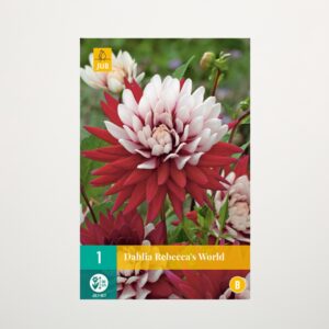 Kaktus-Dahlie 'Rebecca's World' - Knolle