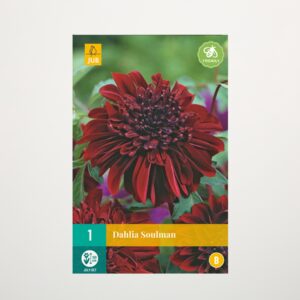 Anemonen-Dahlie 'Soulman' - Knolle