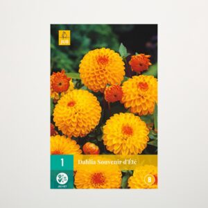 Pompon-Dahlie 'Souvenir d'Ete' - Knolle