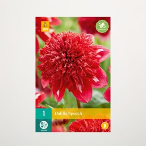 Anemonen-Dahlie 'Speech' - Knolle