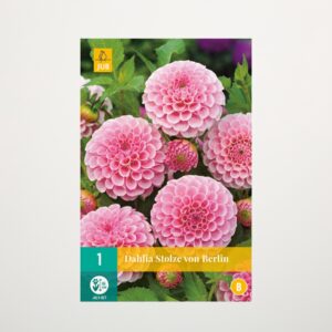Pompon-Dahlie 'Stolze von Berlin' - Knolle