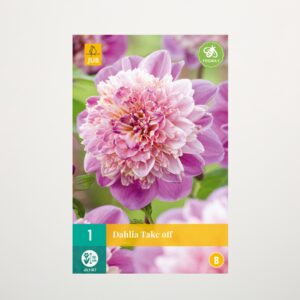 Anemonen-Dahlie 'Take Off' - Knolle