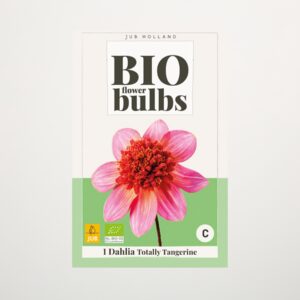 BIO Dahlie 'Totally Tangerine' - Knolle