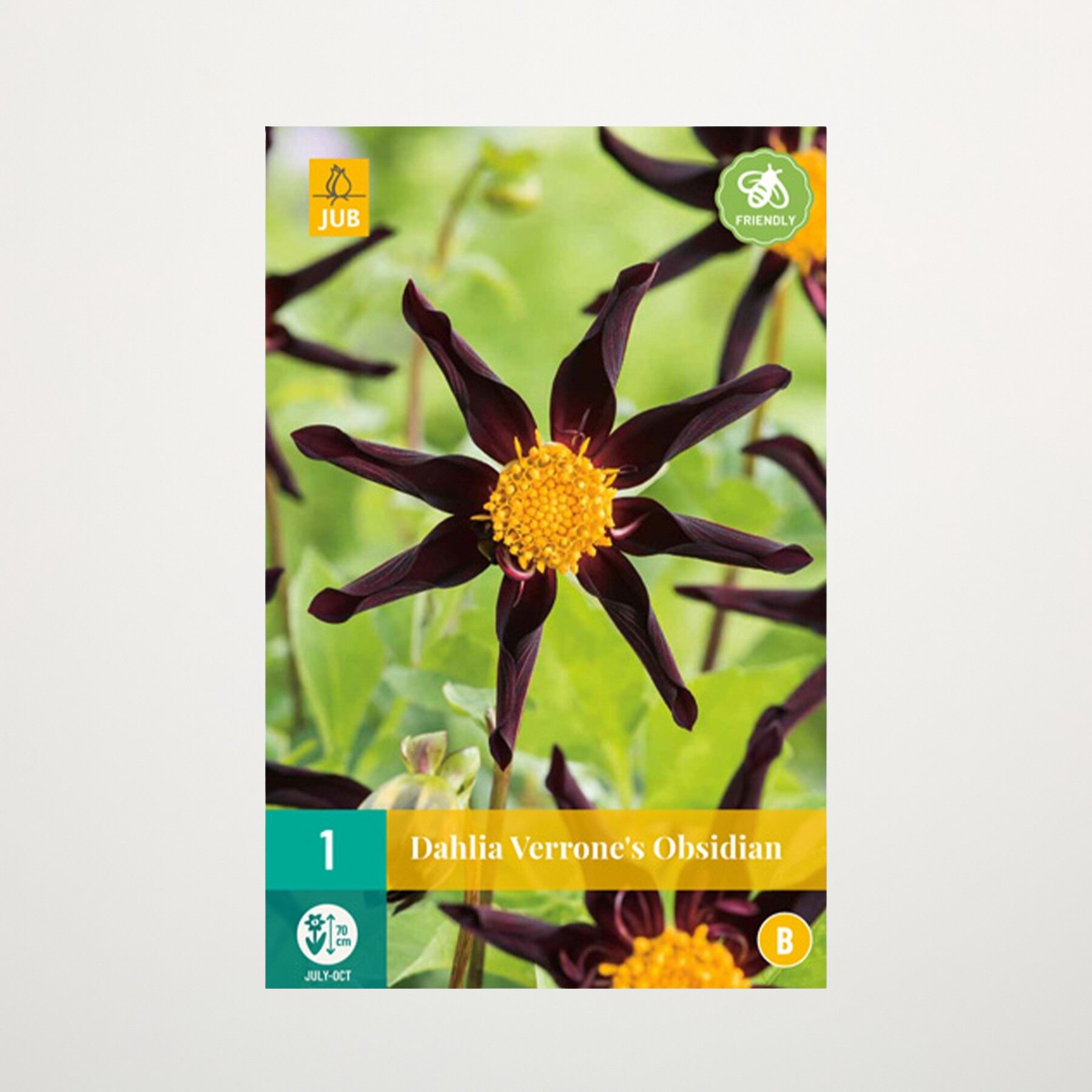 Orchideen-Dahlie 'Verrone's Obsidian' - Knolle
